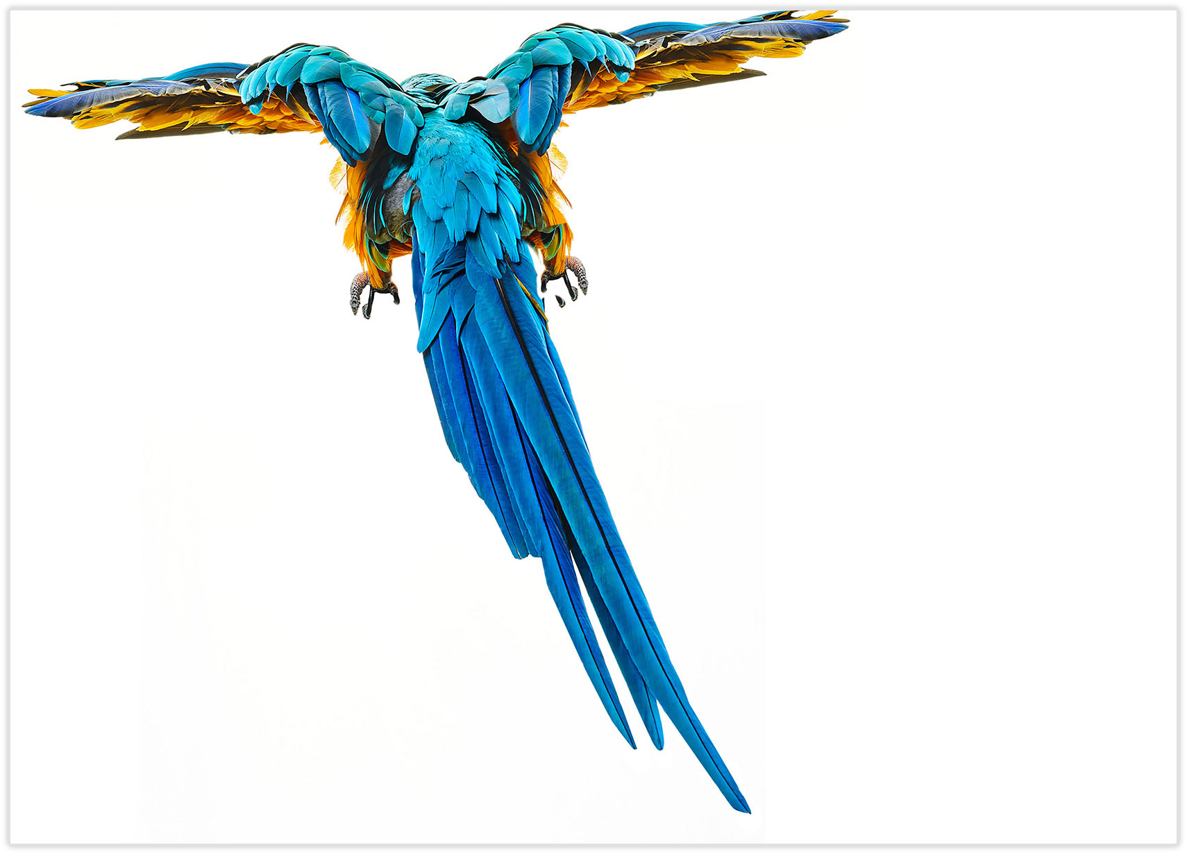 2016_06_09_Birds1670-fc_drop
