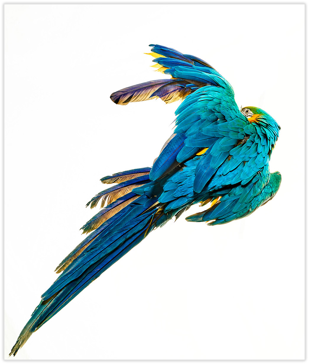 2016_06_09_Birds1937-fc_drop