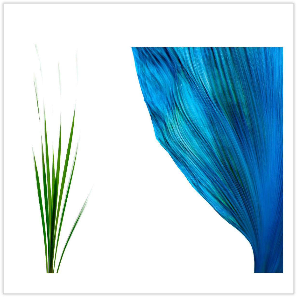 Botanicals