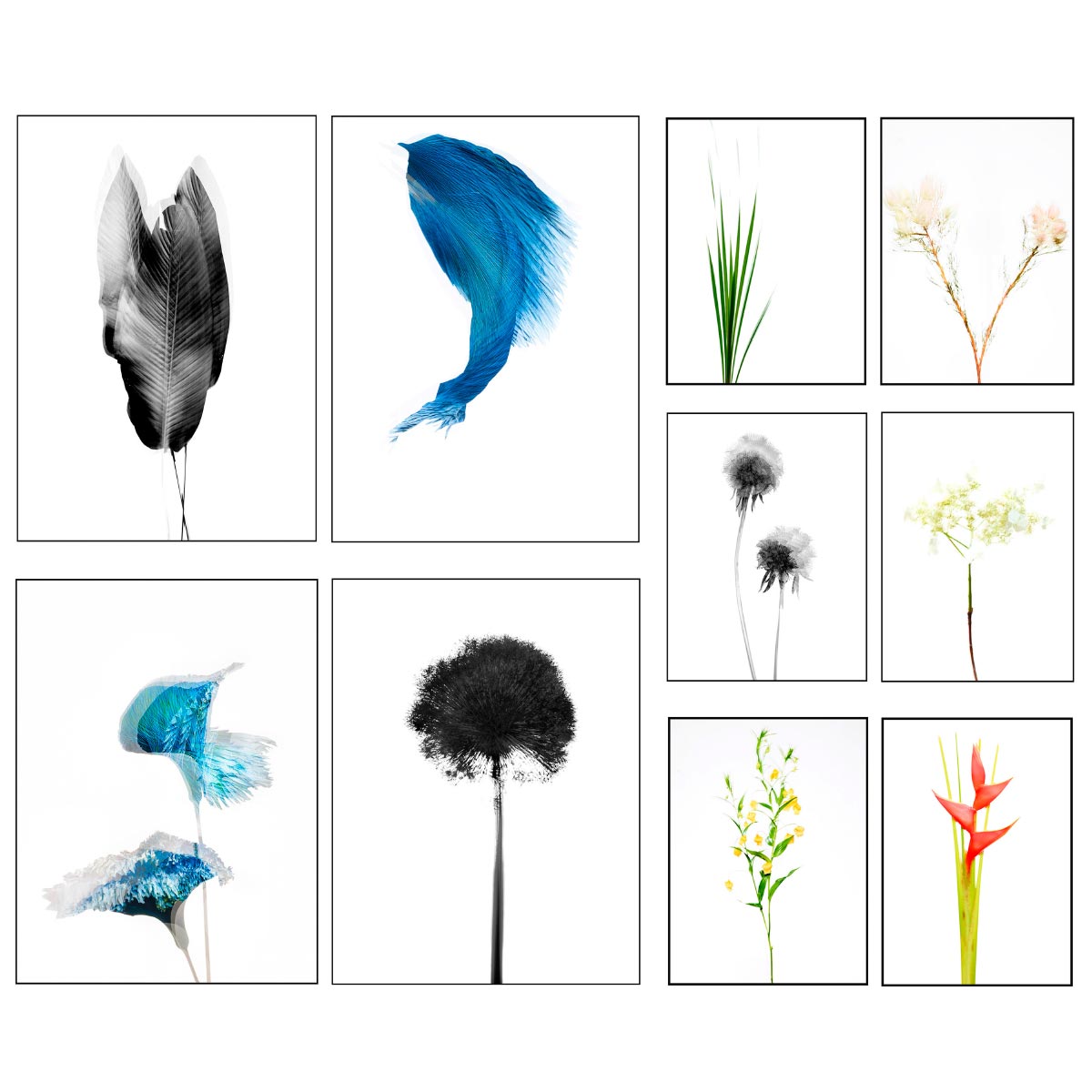 Botanicals