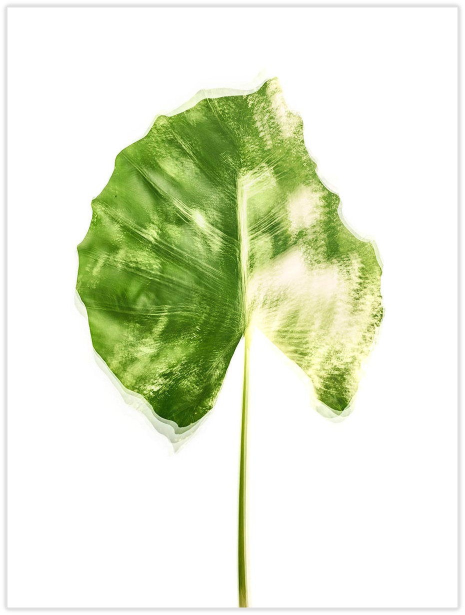Botanicals-18_drop