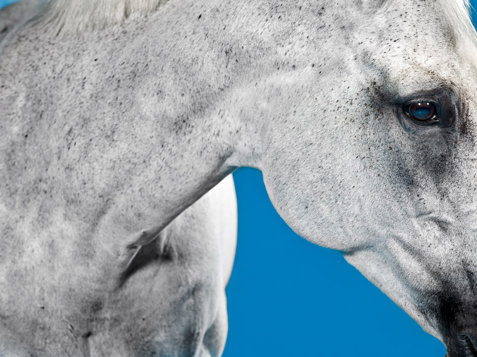 Horses - On Color