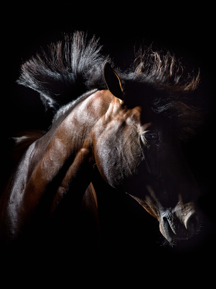 Horses - On Black
