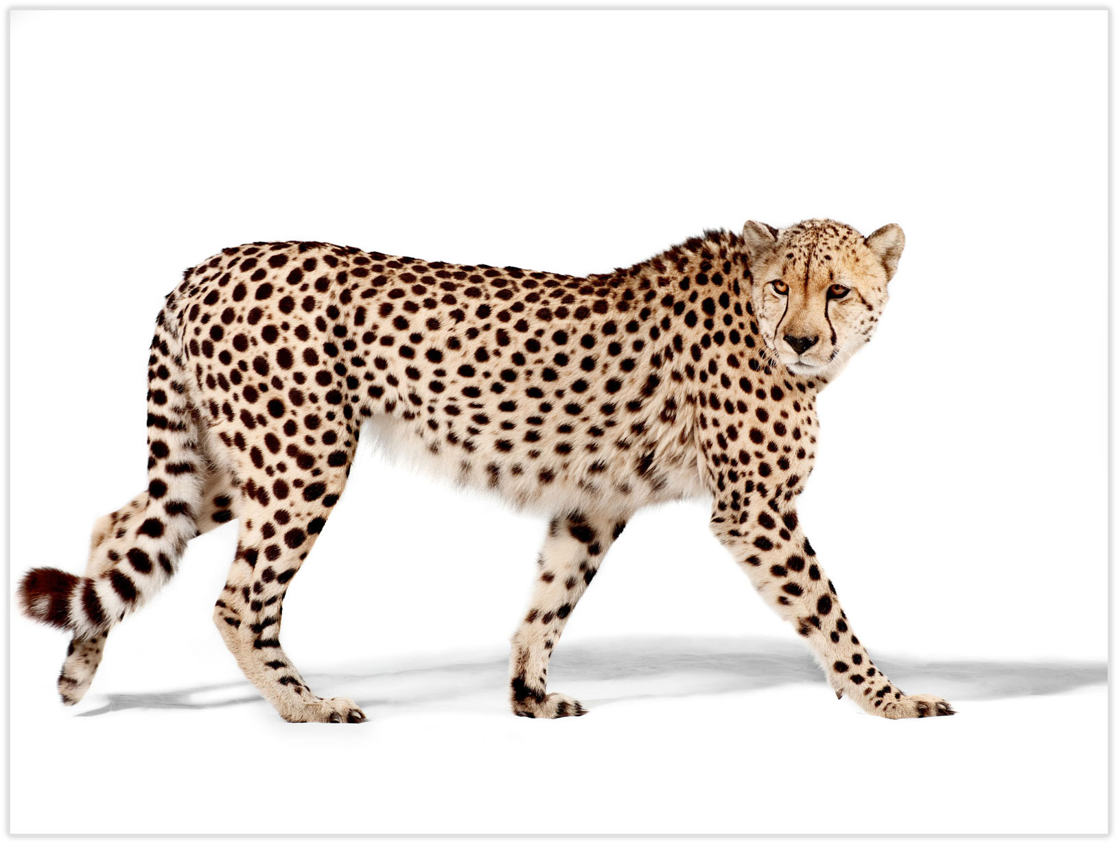Cheetah-Final_drop