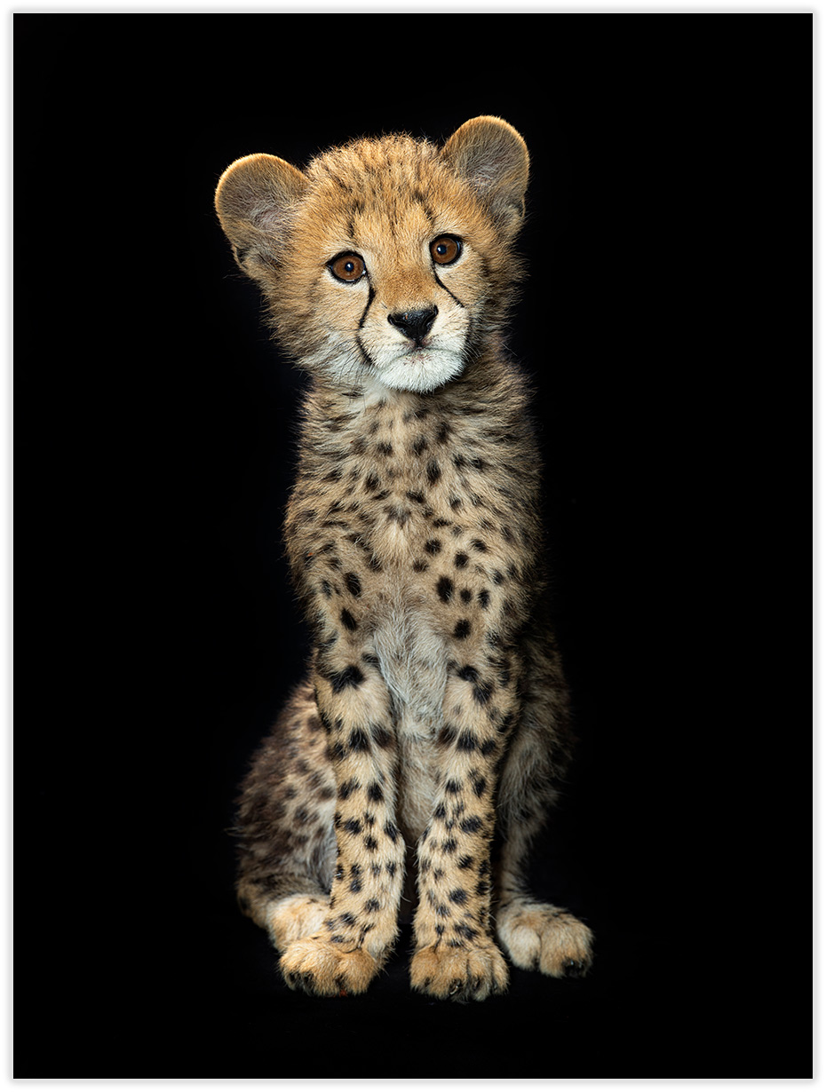 Cheetah_Babies_108-1