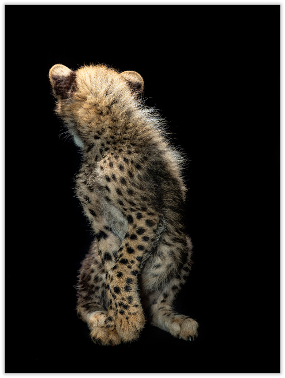Cheetah_Babies_111-1
