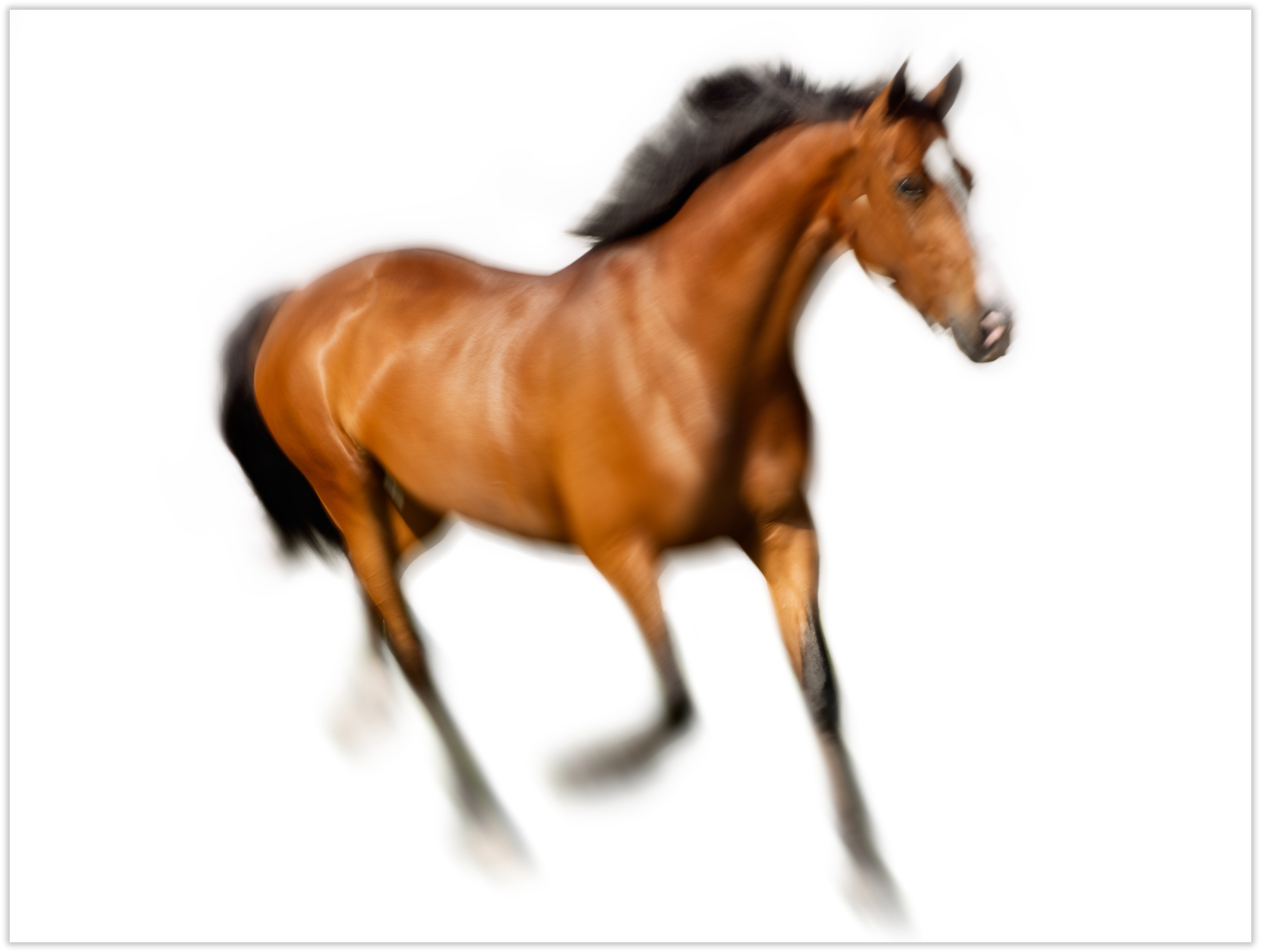 Frederico-Horse-1_044-as-Smart-Object-1_drop