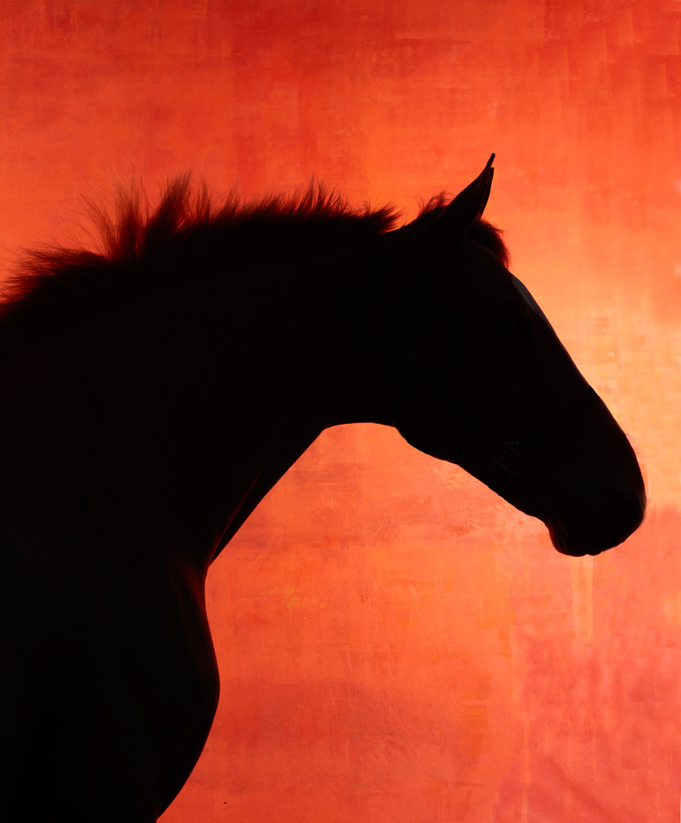 Horses - On Color