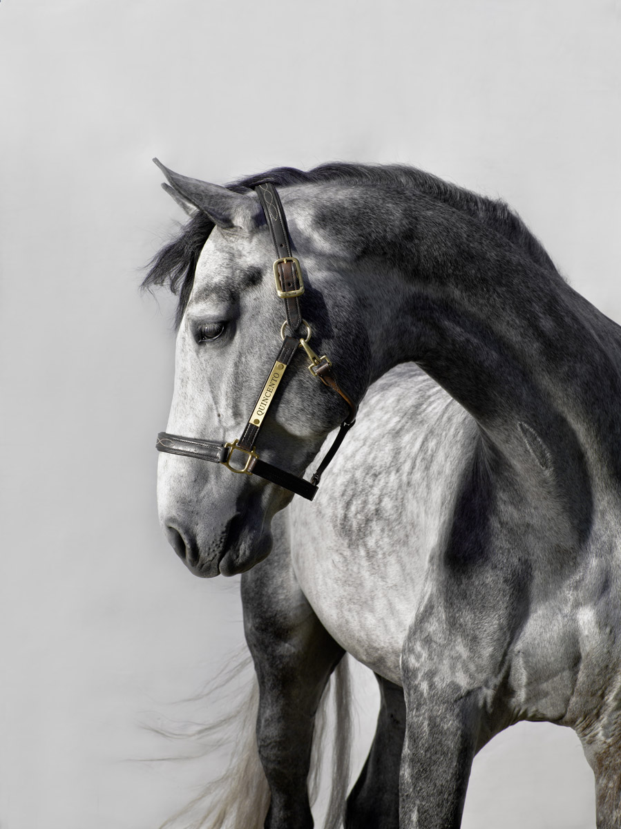 Horses - On Platinum