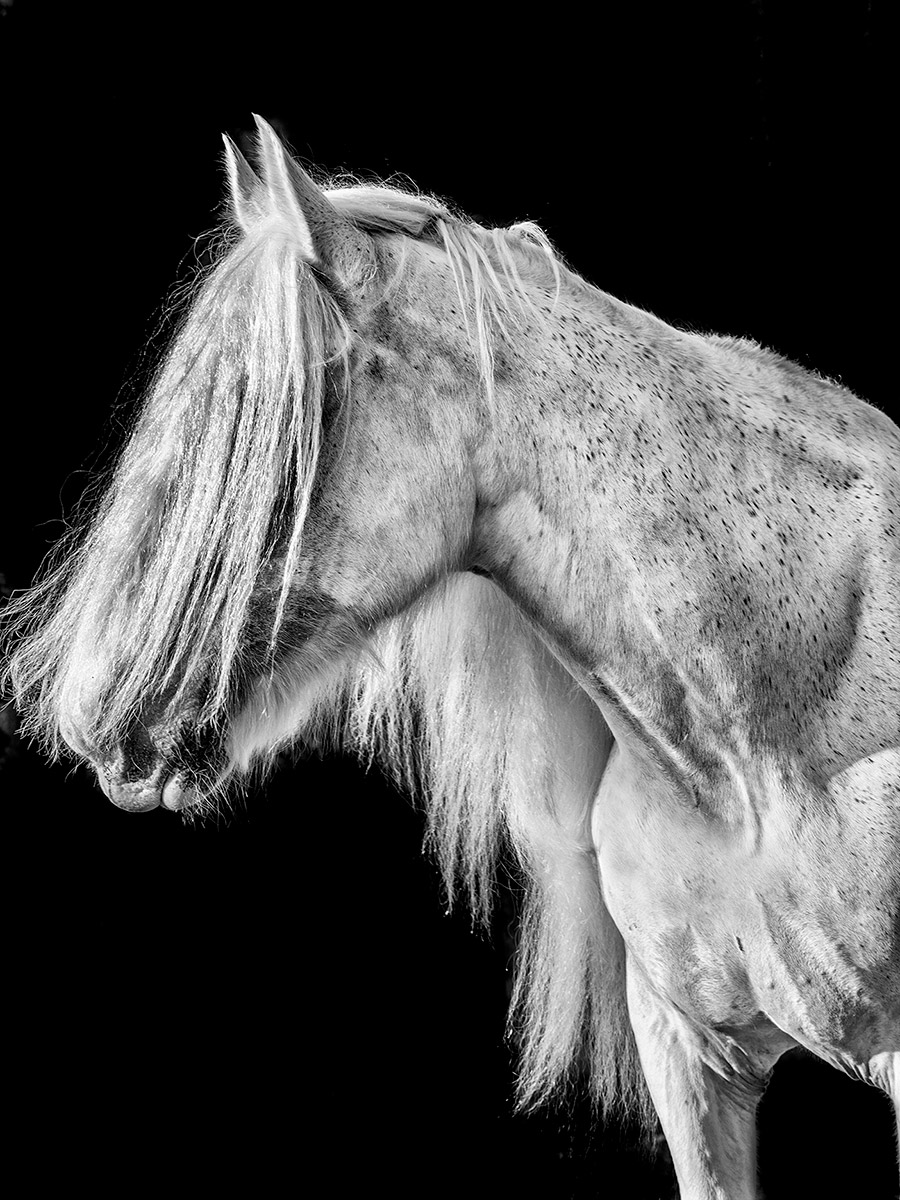 SHIRES_222-as-Smart-Object-1v2bw