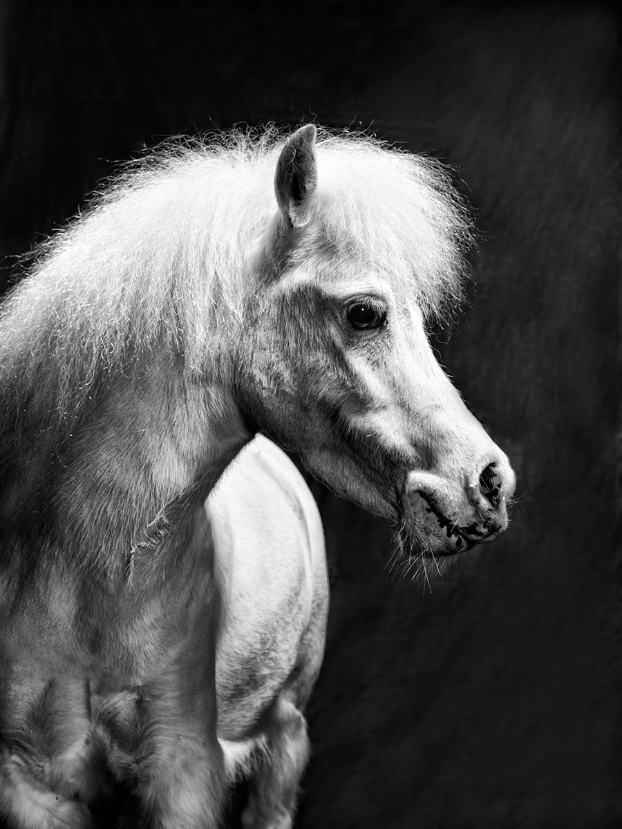 STINKER_026-as-Smart-Object-1-BW-1