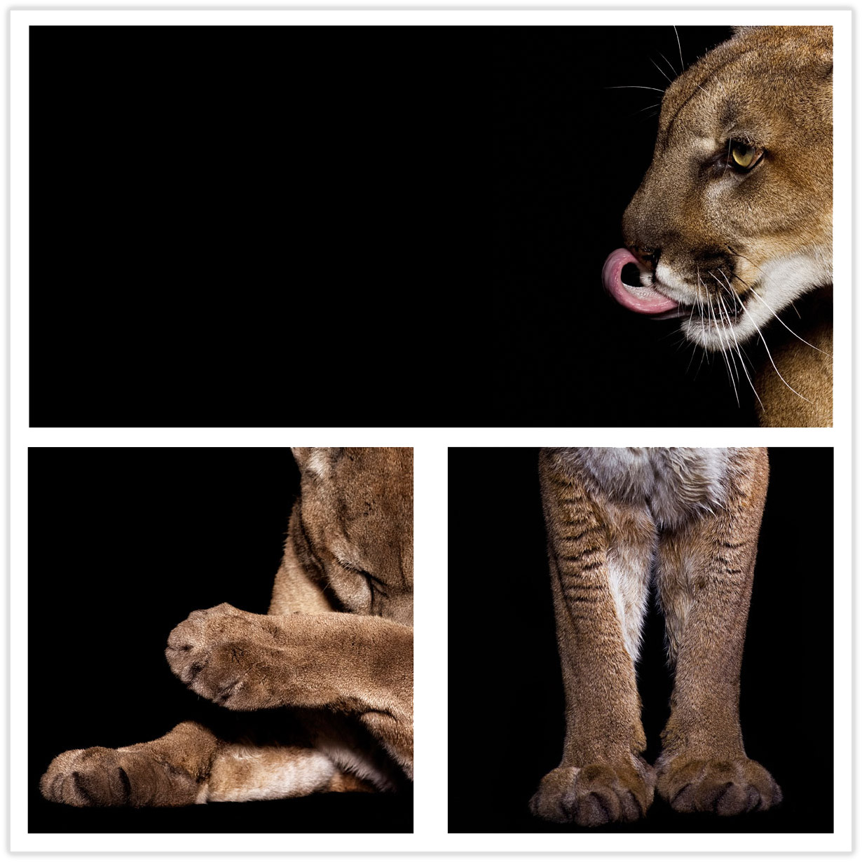 cheetahcomposite_drop