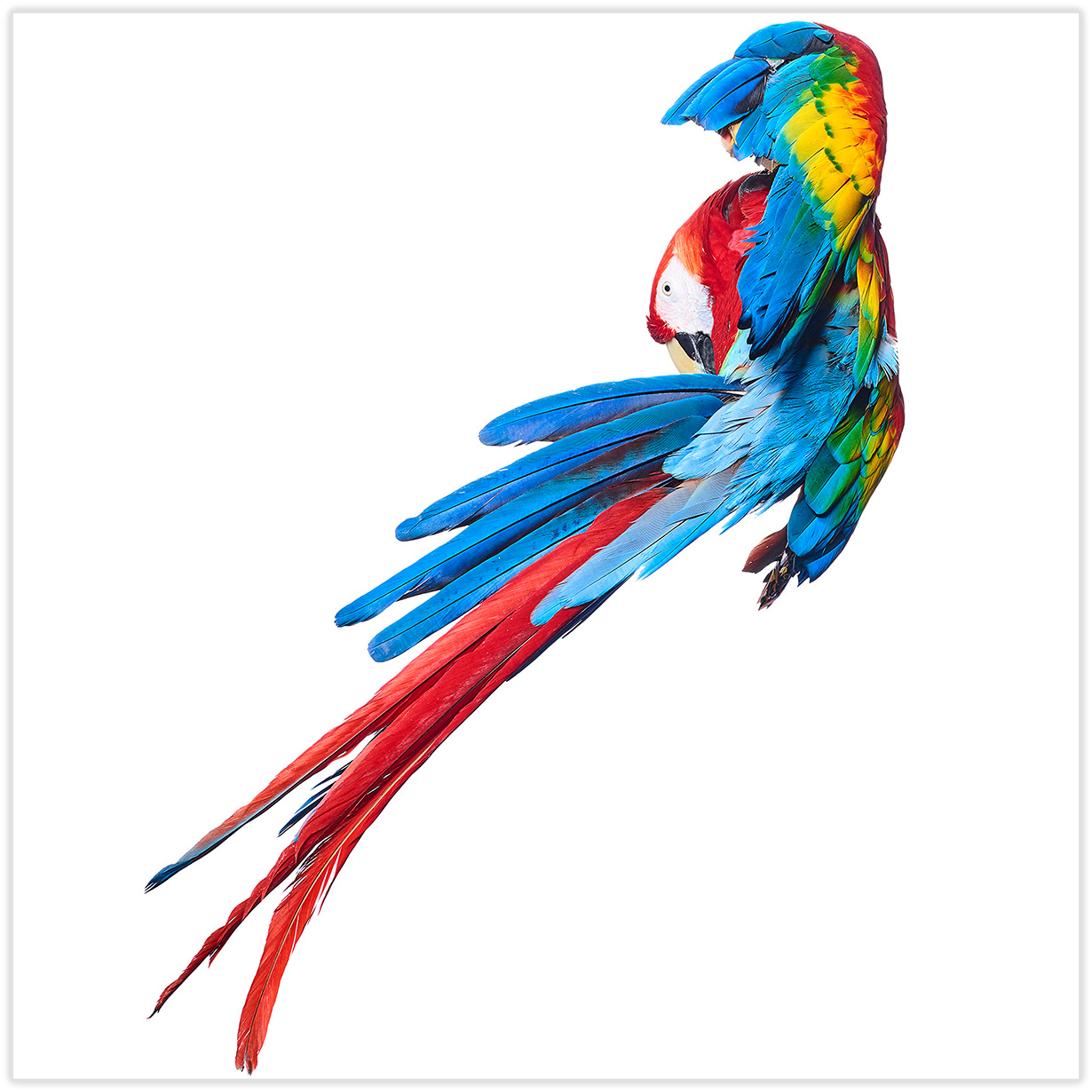 colorfulparrot