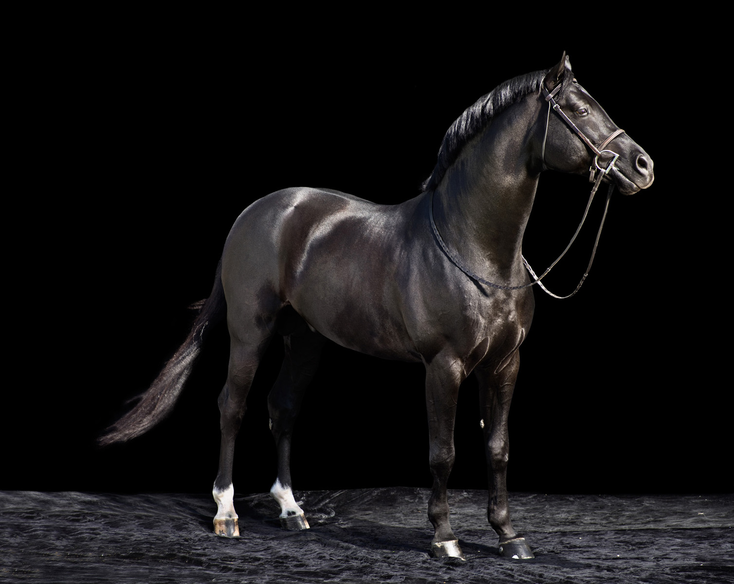 Horses - On Black