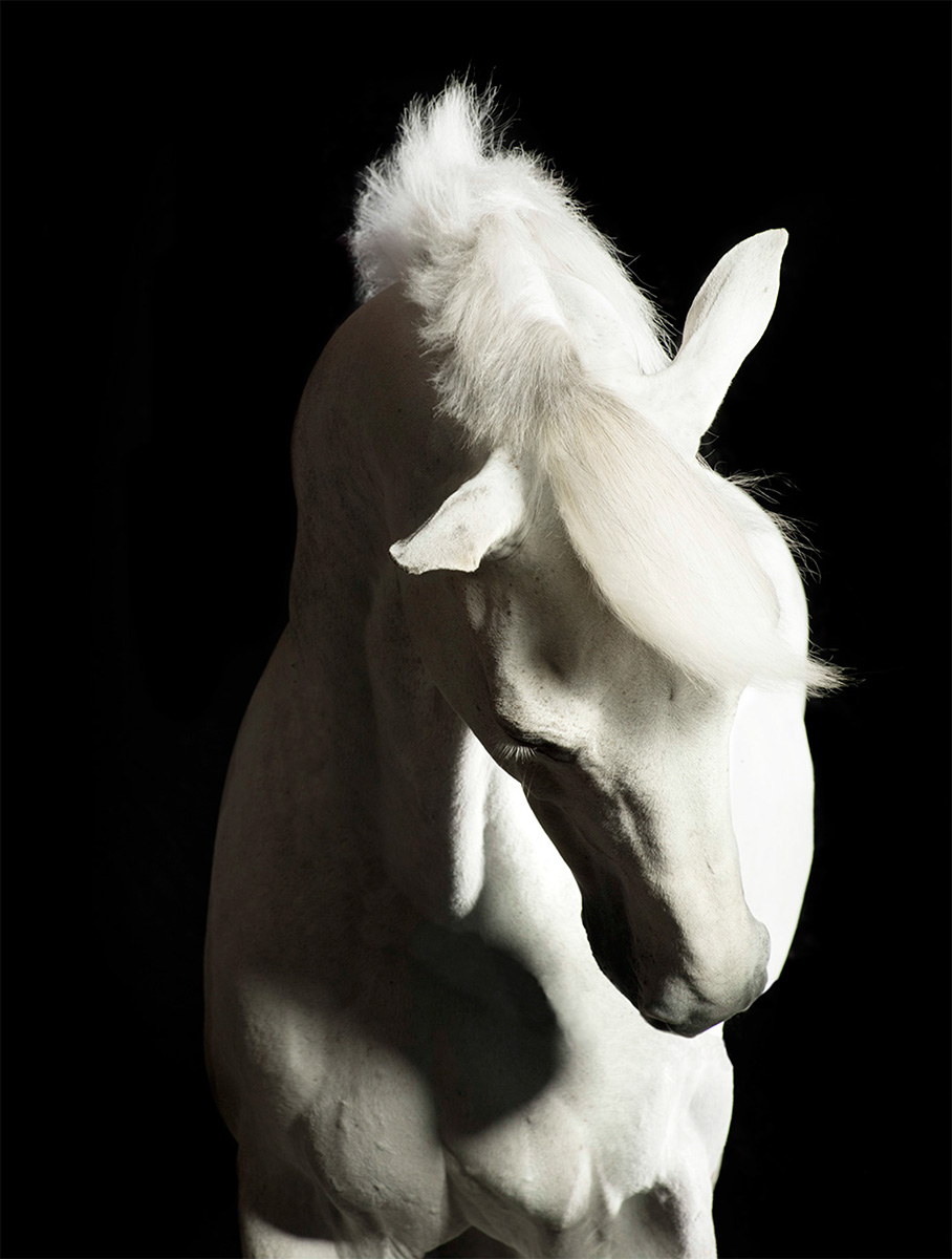 Horses - On Black
