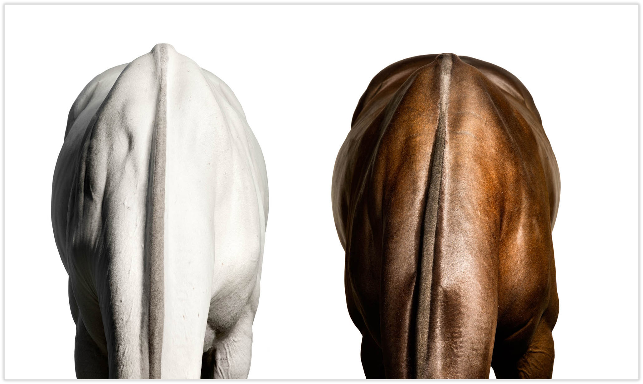 white-brown-horses-NECK-comp_drop